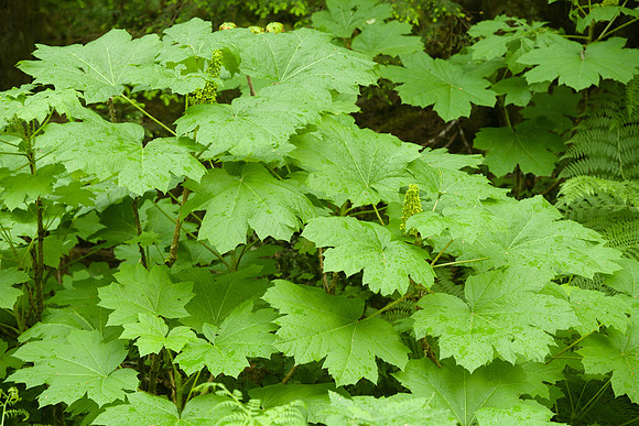 Leaves and Berries, Oplopanax horridus