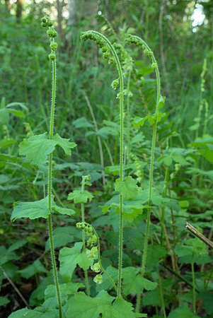 Fringecup Buds