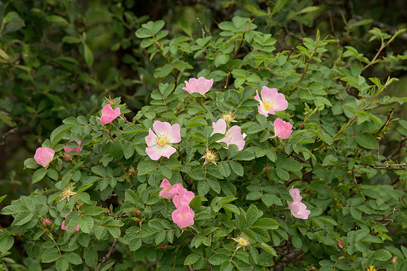 Wild Scottish Roses II