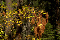 Autumnal Ocean Spray