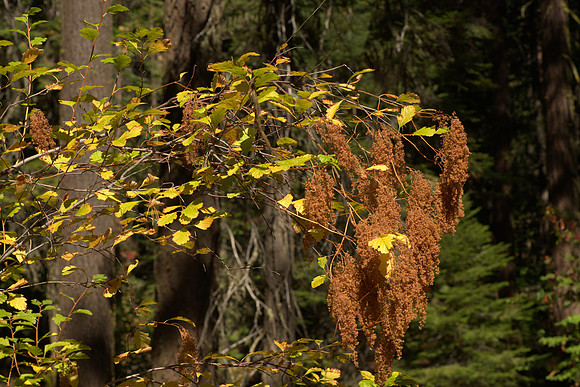 Autumnal Ocean Spray