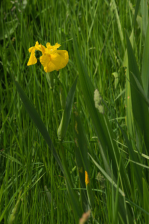 Yellow Iris