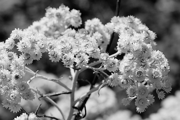 Pearly Everlasting in Black and White