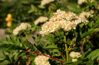 Sorbus sitchensis II