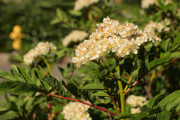 Sorbus sitchensis II