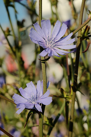 Chickory Flowers