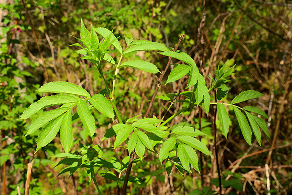 Leaves of Red Elderberry
