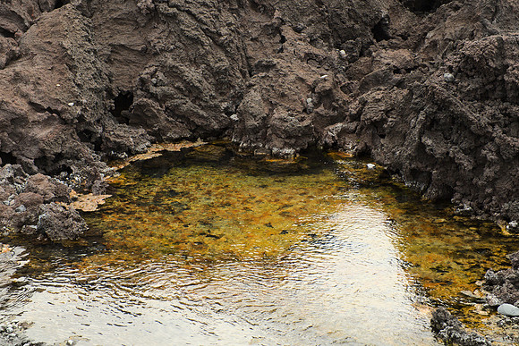 Spring in a Lava Field II