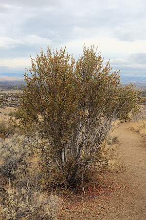 Cerceacarpus ledifolia