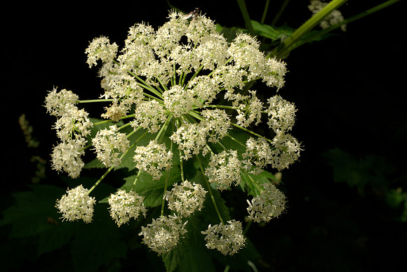 Heracleum lanatum