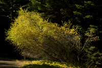 Growing Toward the Light