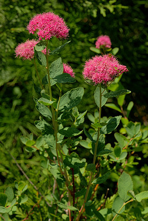 Wildflower