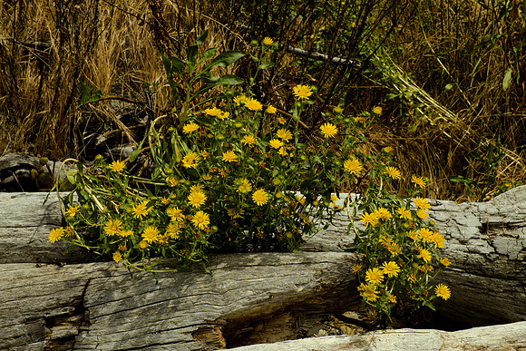 Grindelia integrifolia