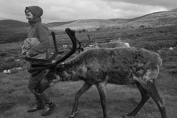 Reindeer and Herder