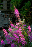 Fireweed in Late Afternoon Light