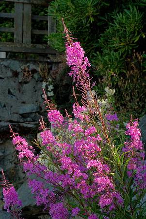 Fireweed in Late Afternoon Light