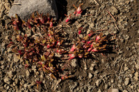 Mysterious Small Flowers