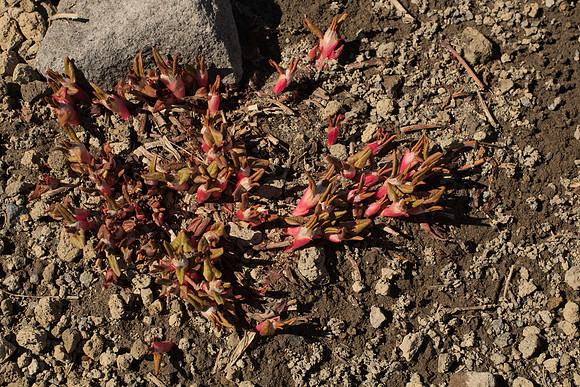 Mysterious Small Flowers