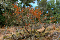Serviceberry Bush in Dry Summer