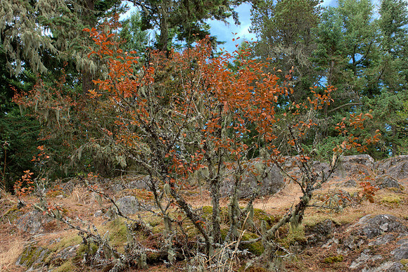 Serviceberry Bush in Dry Summer
