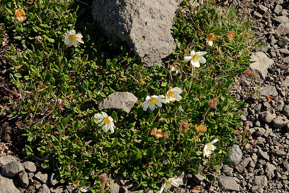 Unknown White Flowers