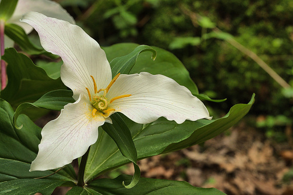 Western Trillium