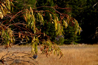Autumnal Branches, Sambuccus nigra