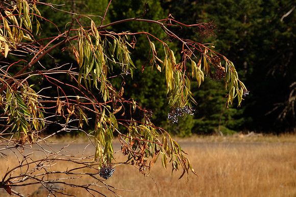 Autumnal Branches, Sambuccus nigra