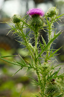 Cirsium vulgaris