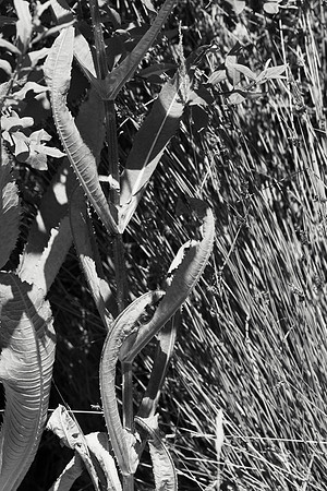 Fuller's Teasel and Reeds