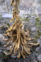 Wilted Great Mullein in Winter