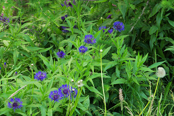 Flowers by a Roadside