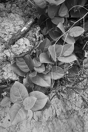 Salal in Eroding Cliff