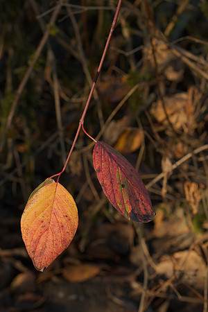 Final Leaves