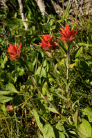 Common Paintbrush