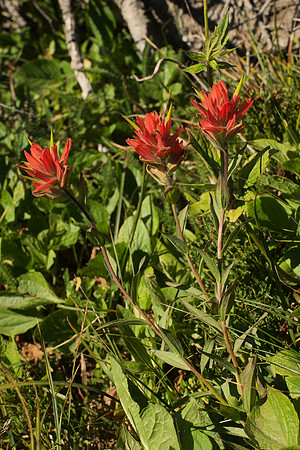 Common Paintbrush