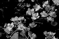 Blossoms, Himalayan Blackberry