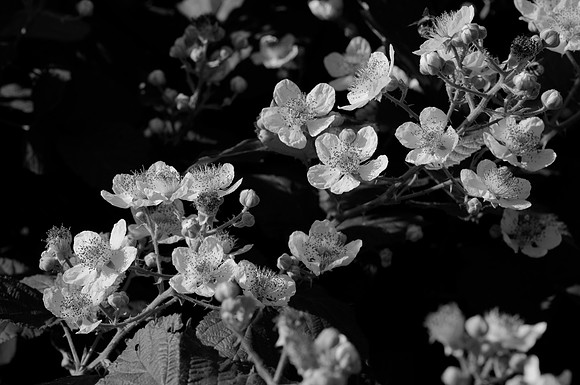 Blossoms, Himalayan Blackberry