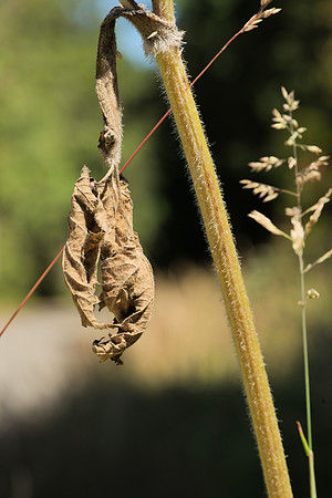 Wilted Stem and Leaf