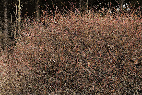 Forest Edge:  A Thicket of Nootka Roses