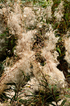 Fireweed, End of Summer