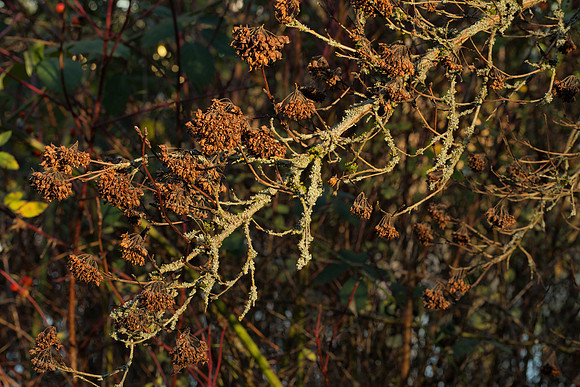 Dried Fruits of Pacific Ninebark