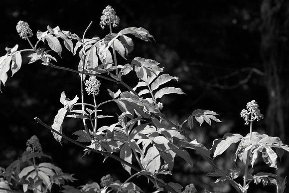 Elderberry Leaves and Buds