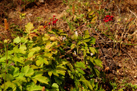 Some Kind of Currant