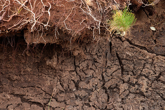 Roots, Rushes, Erosion