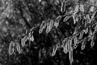 Scotch Broom Pods in Black and White