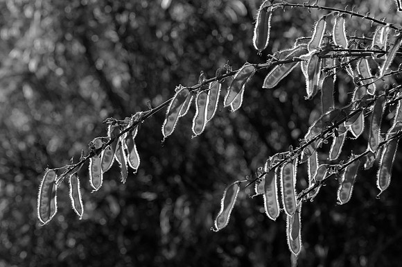 Scotch Broom Pods in Black and White