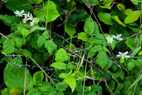Flowers of Pacific Blackberry