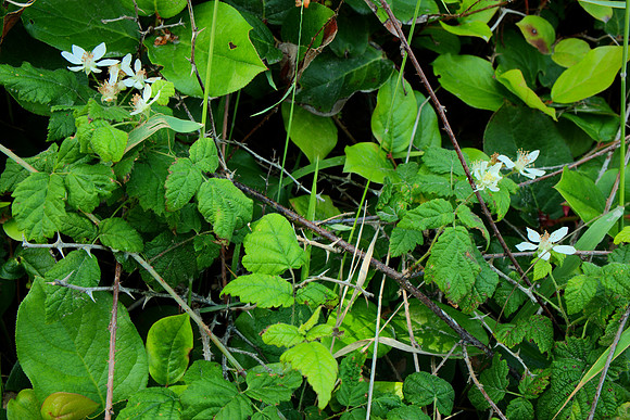 Flowers of Pacific Blackberry