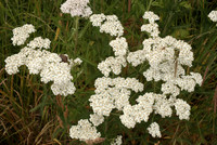 Achillea millefolium